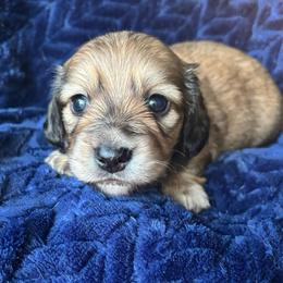 Munster - Cream male Dachshund puppy in Lincoln, California from ForeversEdge Doxies