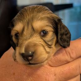 Cappuccino - Cream male Dachshund puppy in Kitty Hawk, North Carolina from Dare Devil Dachshunds