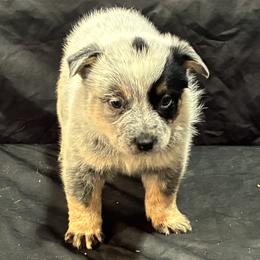 L63-04 - Blue male Australian Cattle Dog puppy in Sheridan, Oregon from 6pk Cattledogs