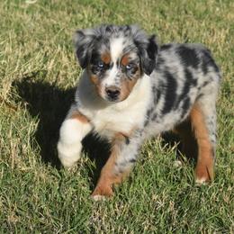 Opal - Blue merle female Australian Shepherd puppy in San Tan Valley, Arizona from Mott Ranch - Blazin' Sun Aussies