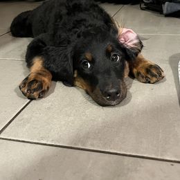 Bernedoodle Puppies from Orlando Bernedoodles