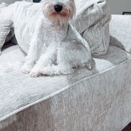 Ellie - Miniature Schnauzer