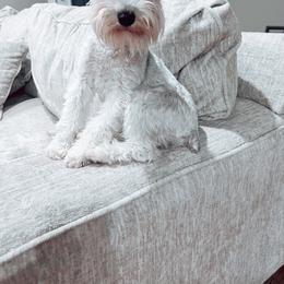 Ellie - Miniature Schnauzer