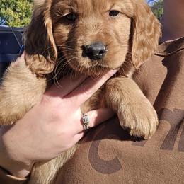 Light Blue Boy - Dark golden male Golden Retriever puppy in Pasco, Washington from Rodgers Retrievers