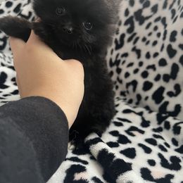 Pomeranian Puppies from Temple pomeranians