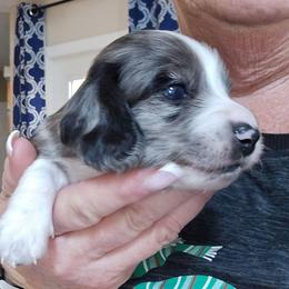 Black Dapple Piebald 1 - Dapple male Dachshund puppy in Port Charlotte, Florida from Vicki's Dachshund Crossing