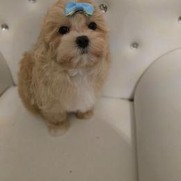 Bella - Cream female Maltipoo puppy in Washington from Mt.BakerPoodles&Doodles