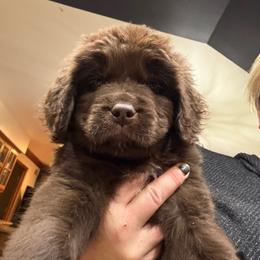 Lucky - Brown male Newfoundland puppy in Saukville, Wisconsin from Crossroads Canines ~ Newfoundland Dogs