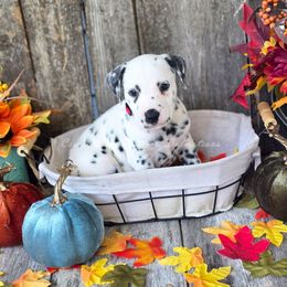 Nick - White and black male Dalmatian puppy in Neosho, Missouri from County-Line Critters