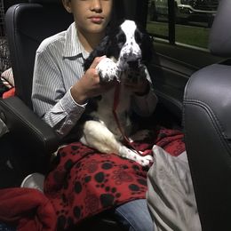 English Springer Spaniel Puppies from River’s Edge ~ English Springer Spaniels