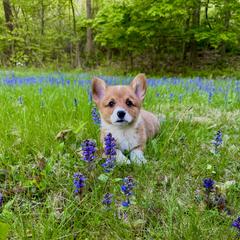 Pembroke Welsh Corgi Puppies from Trowbridge Corgis