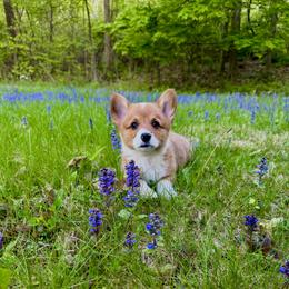 Pembroke Welsh Corgi Puppies from Trowbridge Corgis