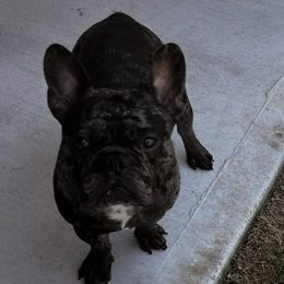 Rocco - French Bulldog