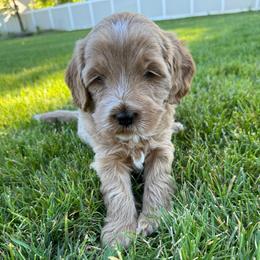 Spirit - Red - Cream male Goldendoodle puppy in Shelley, Idaho from Maple Blossom Doodles