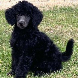 Poodle Puppies from Lyricallanepoodles