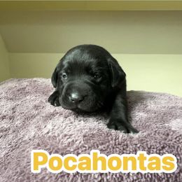 Pocahontas - Black female Labrador Retriever puppy in Lucasville, Ohio from Backwoods Labradors