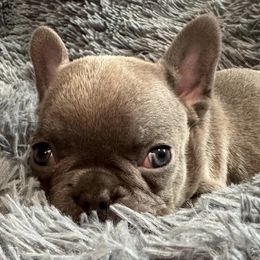 French Bulldogs from Fancy Frenchies