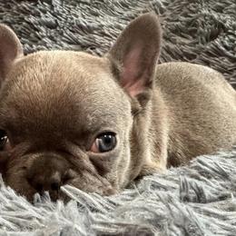French Bulldogs from Fancy Frenchies