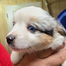 Miniature Australian Shepherd and Toy Australian Shepherd Puppies from Beasley Acres Aussies