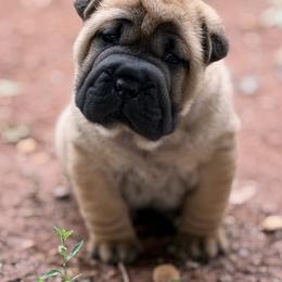 Red collar - Red female Chinese Shar-Pei puppy in Elkin, North Carolina from Martini Shar-Pei