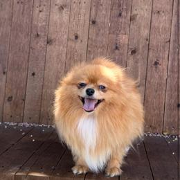 Miaa - Pomeranian