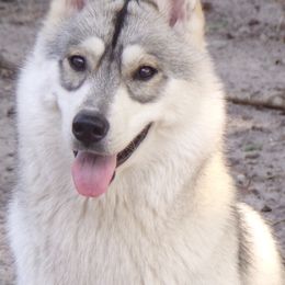 Siberian Huskies from Saturn's Siberians