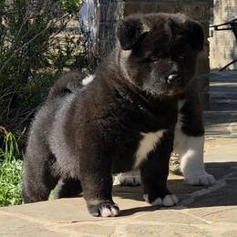 Olympia - Black, silver undercoat female Akita puppy in Granbury, Texas from Folklore Akitas