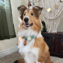 Collies from Country Collies