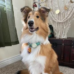Collies from Country Collies