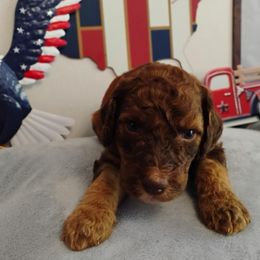 Fergus - Phantom male Poodle puppy in Calhoun, Georgia from Johnson Kennels