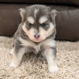 Pup 6 Blue female - Blue female Pomsky puppy in Hurleyville, New York from My Crazy Pomskys