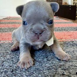 Prescott blue collar - Blue male French Bulldog puppy in Cordes Lakes, Arizona from Puppy Love AZ