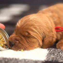 Bernedoodle, Goldendoodle, Golden Retriever, and Poodle Puppies from Red String Farmstead