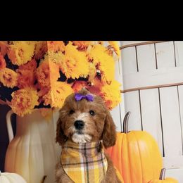 Nash - Apricot female Goldendoodle puppy in Pocasset, Massachusetts from Mini Goldendoodles of Cape Cod