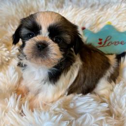 AKC - Daisy Champion Bloodline - Tricolor female Shih Tzu puppy in Long Beach, California from Prieto Shih-Tzu's