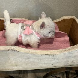 Poodle and West Highland White Terrier Puppies from JJs Puppies of the Carolinas