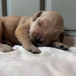 Black - Light golden male Golden Retriever puppy in Hendersonville, North Carolina from Apple Country Retrievers