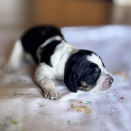 Loysten - Tri-Roan female English Springer Spaniel puppy in Winfield, Tennessee from Murphy Farms and Springers
