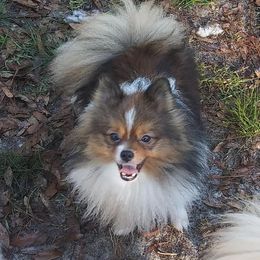 Pomeranians from Playful Palace Pomeranians