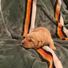 Holly (1st pick female) - Golden female Golden Retriever puppy in Tenino, Washington from Oak River Goldens'