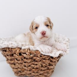 Man in the Mirror - Parti male Goldendoodle puppy in Syracuse, Indiana from The Doodle Cove