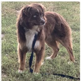 Ozzie  - Miniature Australian Shepherd