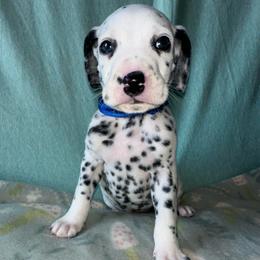 Frost - White and black male Dalmatian puppy in Travelers Rest, South Carolina from Cotton Top