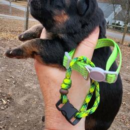 Girl 4 - Black and red female German Shepherd puppy in Roanoke, Alabama from Von Schönen Träumen German Shepherds