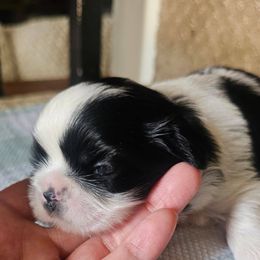 Girl 2 - Black and white female Shih Tzu puppy in North Carolina from WillowCreek Mountain View Shih Tzu