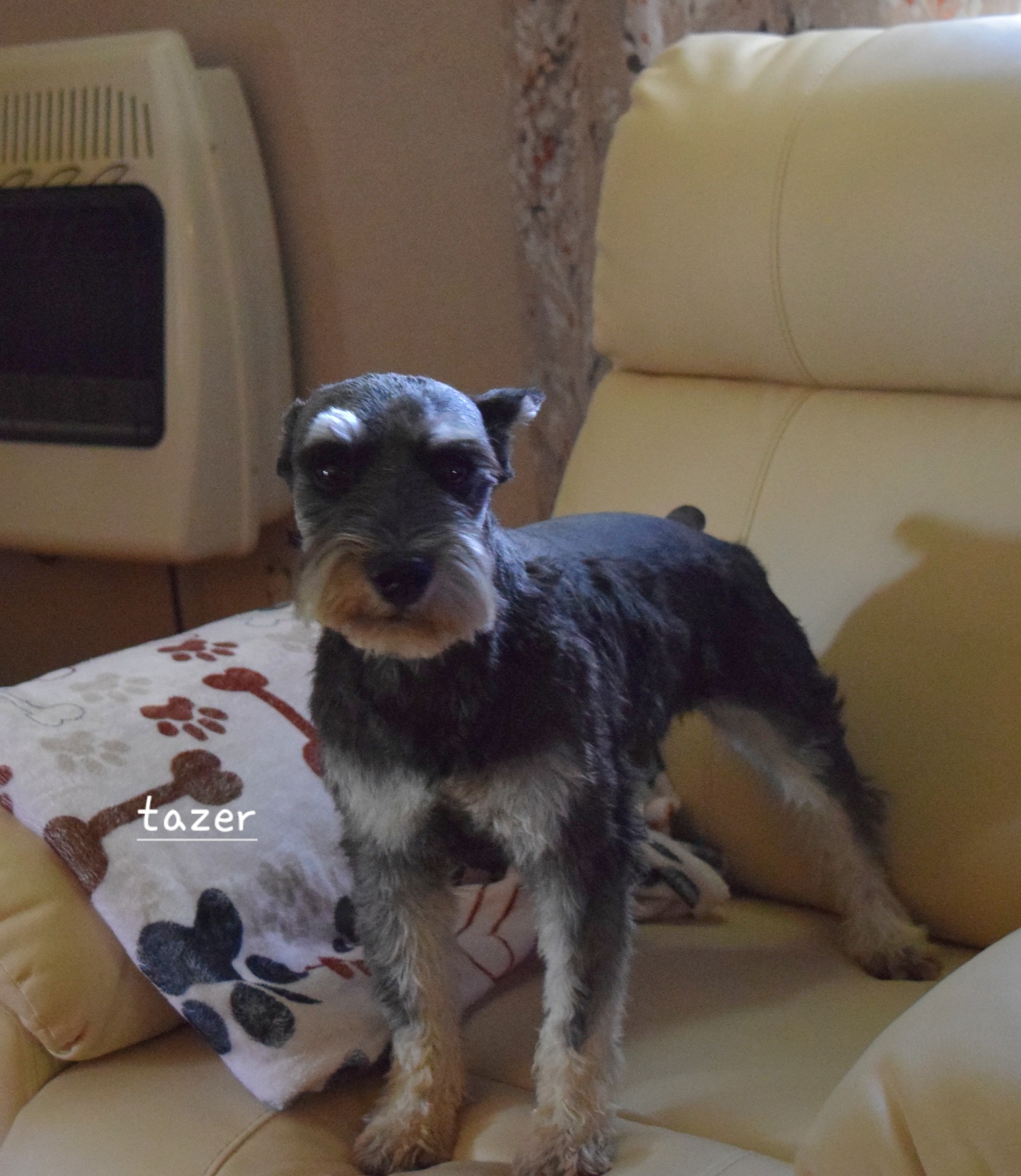 Tazer - Miniature Schnauzer