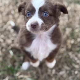 Toy Australian Shepherd puppies from R & W Aussies