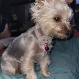 Yorkshire Terriers from K&K's Yorkie pups