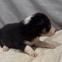 M1 - Black and white male Border Collie puppy in Meridian, Mississippi from Border Hollow Border Collies