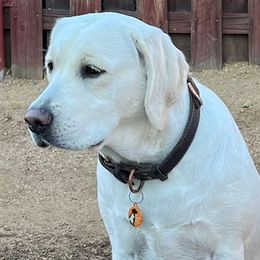 Honey - Labrador Retriever